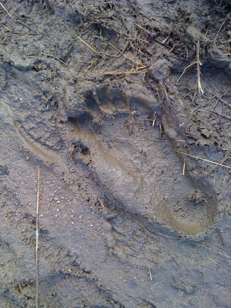 big foot print